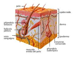 Schema istologico della pelle
